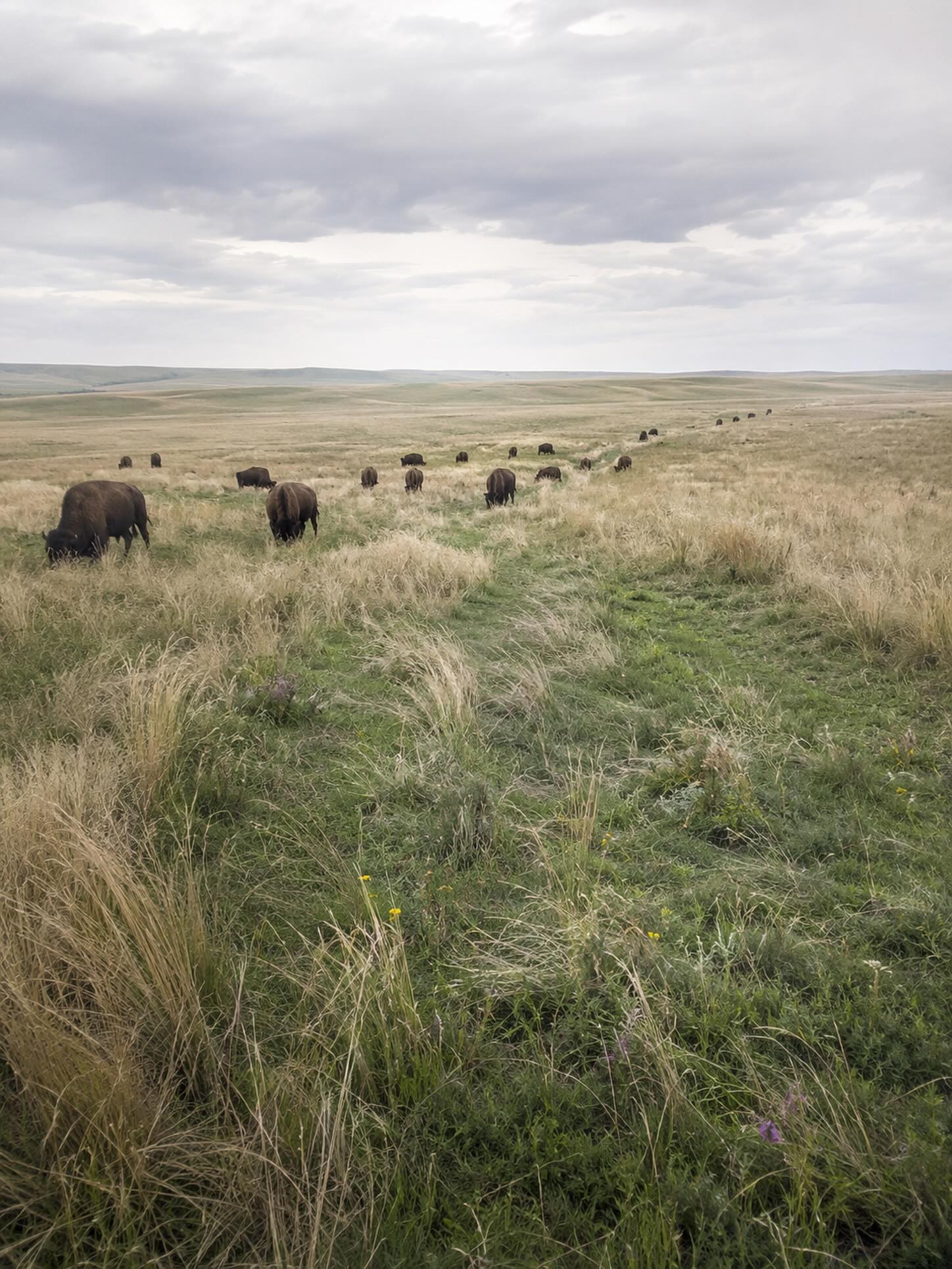 The Prairie Remembers